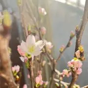 樹