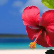 奥様