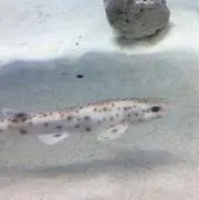 のん