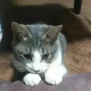 メロ