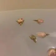 chocoの画像
