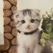 さいばー