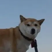 セール中☆ ろーたの画像
