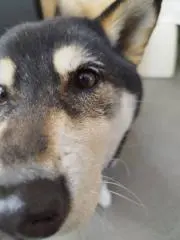 あんずの画像