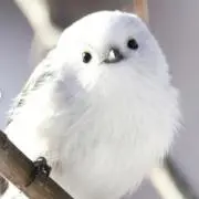 はなの画像