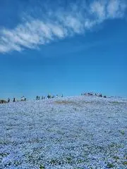 macoの画像