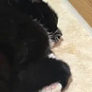 コメントで10%offタイムセールの画像