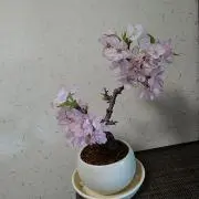 さくらの画像