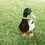 夏の画像