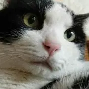 たま