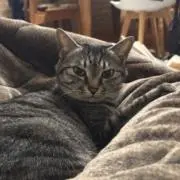 らいの画像