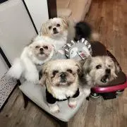 まつの画像