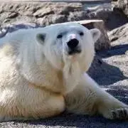 C-sの画像