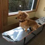 まっすんの画像