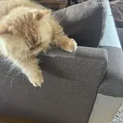 Aokamoの画像