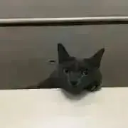 ぶたぶた　…プロフ読んで欲しいの画像