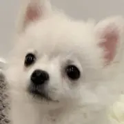 ミルクの画像