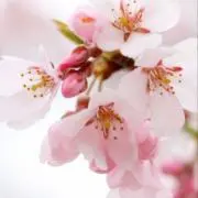 さくらの画像