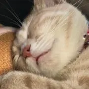 ももの画像