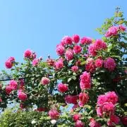 りぃの画像
