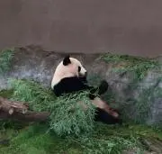 ふうりんの画像