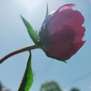 ysの画像