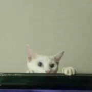 チャオの画像