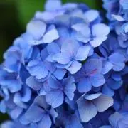 マルマルの画像