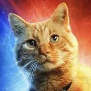 meow!の画像