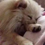 あやかの画像