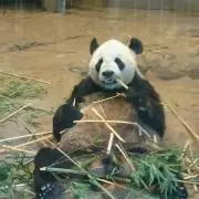 タカハシの画像