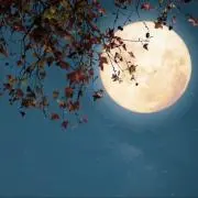 MINTの画像