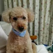 愛犬家の画像
