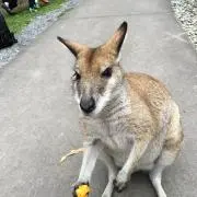 ひらこ