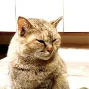 めーちゃんの画像