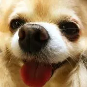 しばお