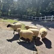 Kokoの画像