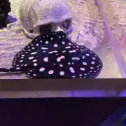 るいの画像