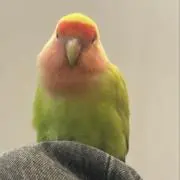 りりー