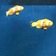 うめぼし
