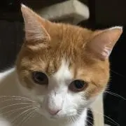 Nene Maruの画像