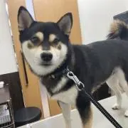 しばさん