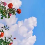 Julyの画像