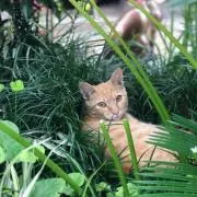 mmiiiの画像