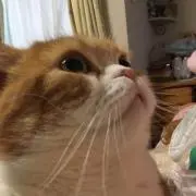 tubasa