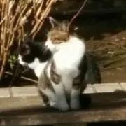 なおみまる