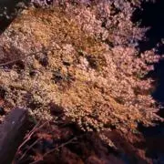 やこの画像