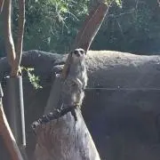 ちゅらたん
