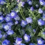 ぽぽ★7/7.8.9お休みの画像