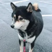 おっくーの画像